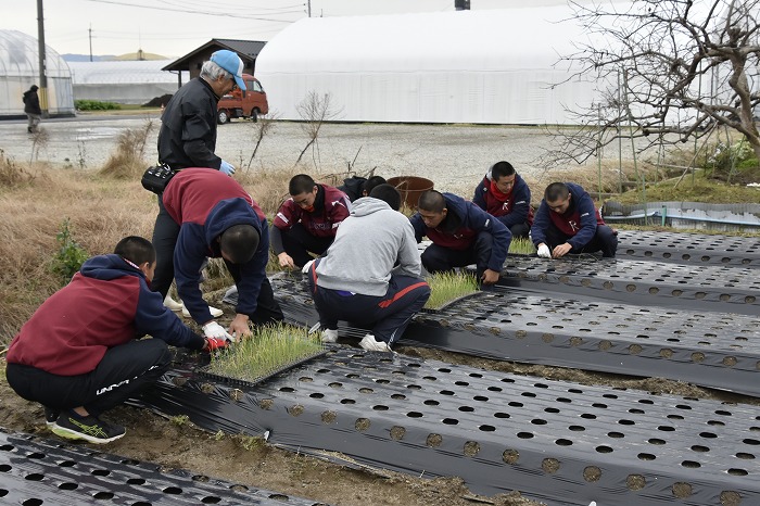 高校硬式野球部 1万本！玉ネギの苗植え付けボランティア「一球入魂」